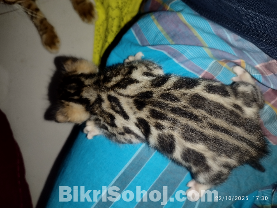 Bengal Cat Male Famle Kitten